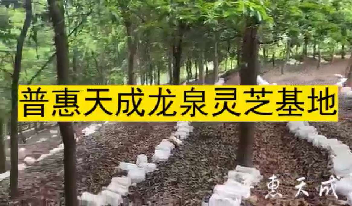 9999js��ɳ��Ʒ��(�й�)���޹�˾�����Ȫ��֥����