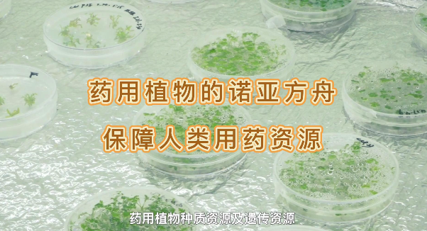 药用植物的诺亚方舟，保险人类药用资源