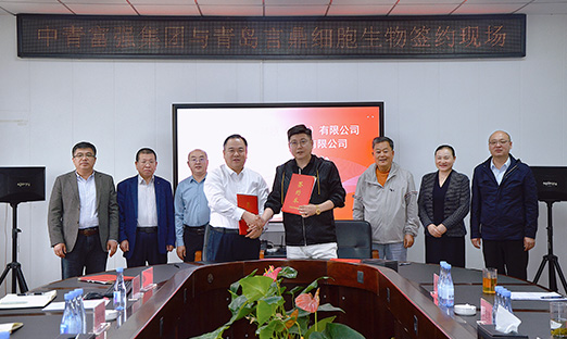强强结合，1xBET细胞生物与中青强盛集团进行战术合作签约典礼，共建人参未来产业园